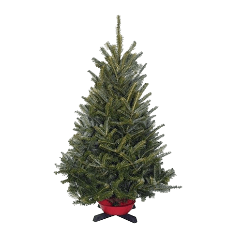 Mini Christmas Trees | 2-3' | Free Delivery Discover our 2-3' Table Top Christmas Trees. Enjoy excellent needle retention, sturdy branches, and a pungent aroma with these exclusive trees. Premier Christmas Tree Delivery